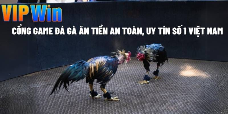 Chiến kê nòi truyền thống tại đá gà VIPWIN được nuôi dưỡng từ nhỏ