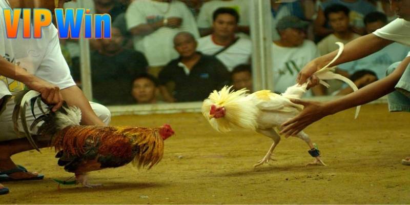 Người chơi nên theo dõi lịch đấu để không bỏ lỡ